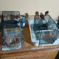 Cardellini anegestrale