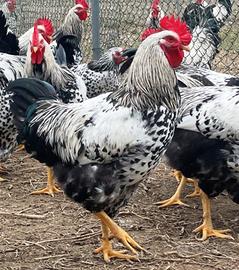 Galline e galli robusta maculata