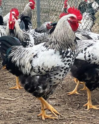 Galline e galli robusta maculata