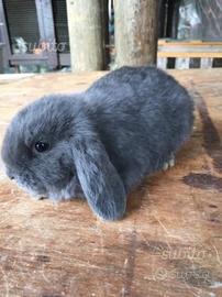 Ariete blu di vienna pura razza