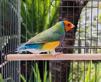 Diamanti di Gould ALL'APERTO tutto l'anno