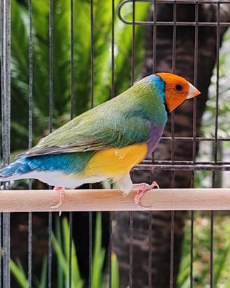 Diamanti di Gould ALL'APERTO tutto l'anno
