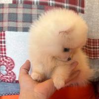 Spitz di pomerania linea coreana Max 18 cm AD