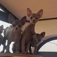 Cuccioli di Gatto Sphynx