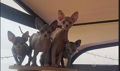 Cuccioli di Gatto Sphynx