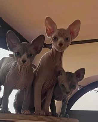 Cuccioli di Gatto Sphynx