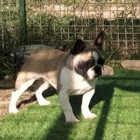 Bouledogue francese