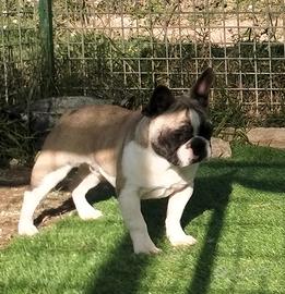 Bouledogue francese