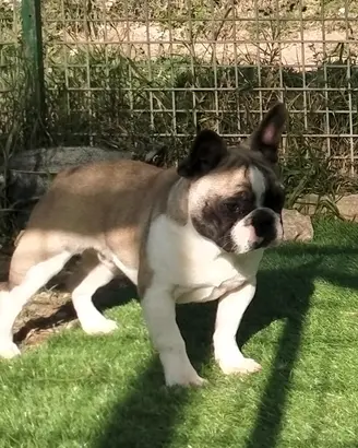 Bouledogue francese