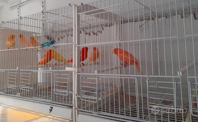 Canarini