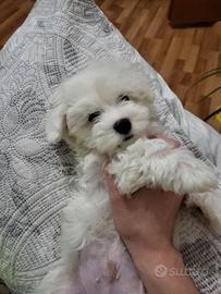 Cuccioli di maltesi