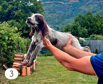 Spinone italiano