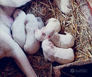 Cuccioli maremmano da guardiania
