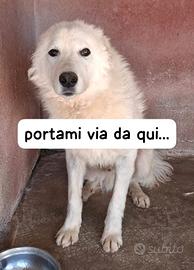OLIVER 4 ANNI taglia media