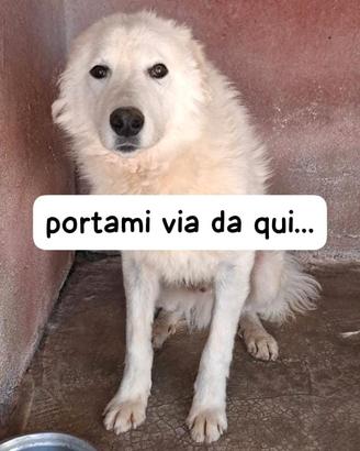 OLIVER 4 ANNI taglia media