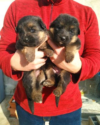 Disponibilità di cuccioli di pastore tedesco