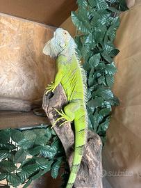 Iguana Verde Adulta