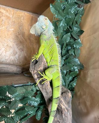 Iguana Verde Adulta