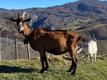 Capra camosciata in lattazione