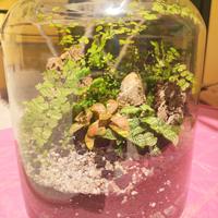 terrario tropicale 