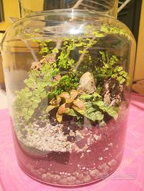 terrario tropicale 