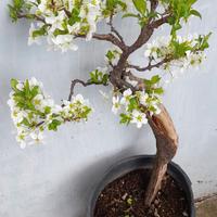 Bonsai-Prebonsai di Prugno (Prunus)