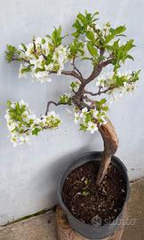 Bonsai-Prebonsai di Prugno (Prunus)