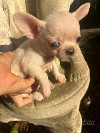 Micro fratellini super super toy di chihuahua