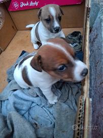 Jack russel