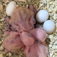 Pappagalli inseparabili