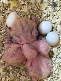 Pappagalli inseparabili