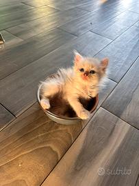 Gattini siberiani con pedigree
