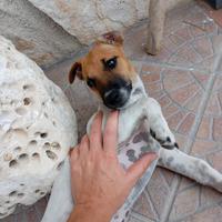 Jack Russell 3 mesi