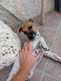 Jack Russell 3 mesi