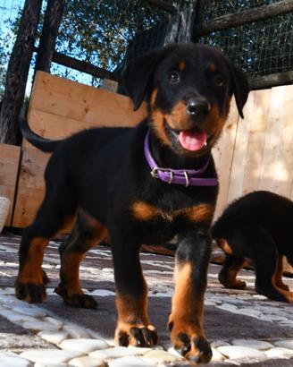 Cucciola PASTORE di BEAUCE nero focata