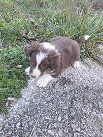 Border collie cuccioli