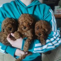 Barboncino toy Salerno