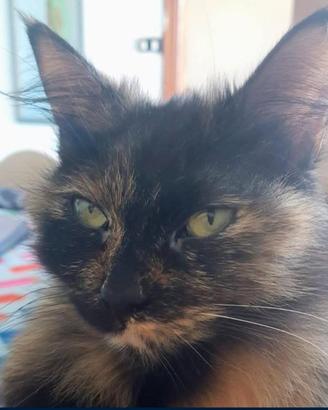 Manì, splendida micia di 5 anni