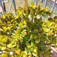 piante grasse Aeonium 