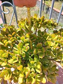 piante grasse Aeonium 