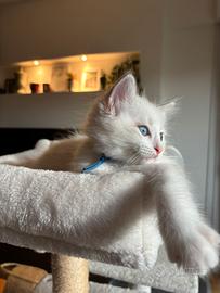 Cucciolo siberiano ragdoll