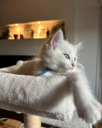 Cucciolo siberiano ragdoll