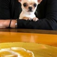 Accoppiamento chihuahua a Bologna