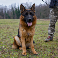 Maschi e femmine di pastore tedesco