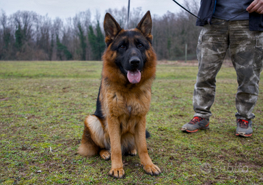 Maschi e femmine di pastore tedesco