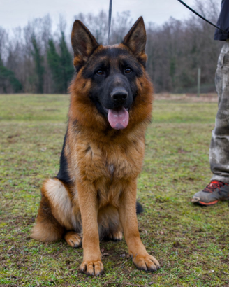 Maschi e femmine di pastore tedesco