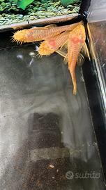 Ancistrus Gold L144 adulti maschi
