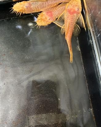 Ancistrus Gold L144 adulti maschi