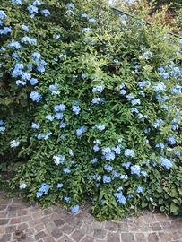 Estate e autunno in fiore