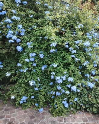 Estate e autunno in fiore